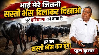 मेरे जितनी सस्ती भैंस दिलाकर दिखाओ तो मानु। 4 पीढ़ी होगी भैंसो का काम करते। Full Kumar Julana Jind