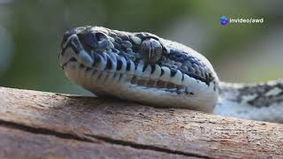 The Majestic Reticulated Python  Nature s Ultimate Predator