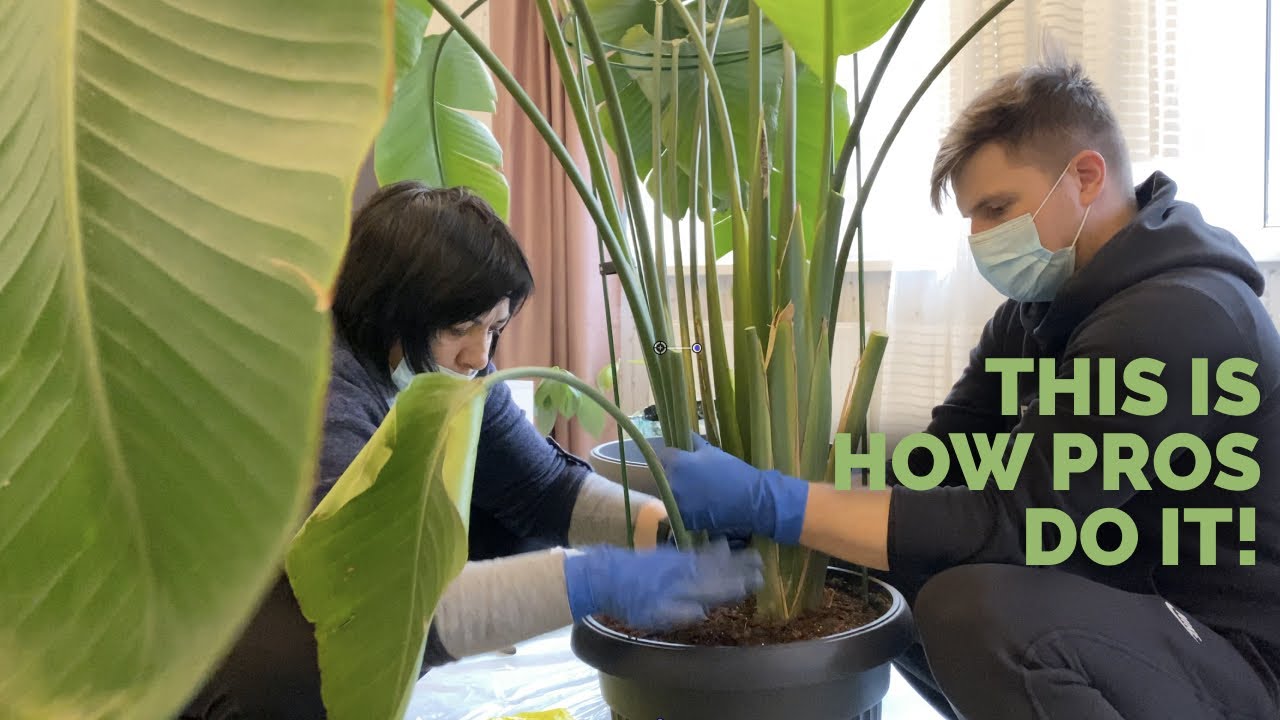 REPOT bird of paradise with PROFESSIONAL plant care team 🌴
