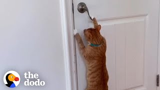 Cat And His Puppy Are The Cutest Siblings | The Dodo