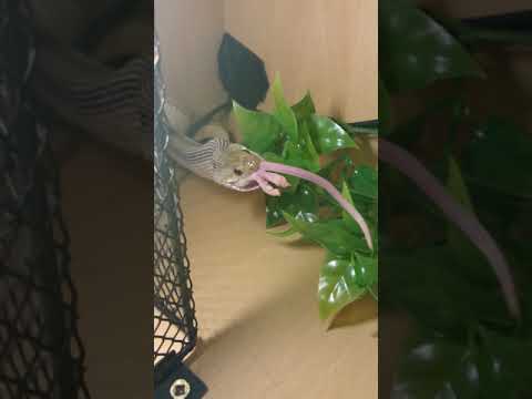 camera iphone 8 plus apk Ruby the Corn snake feeding.