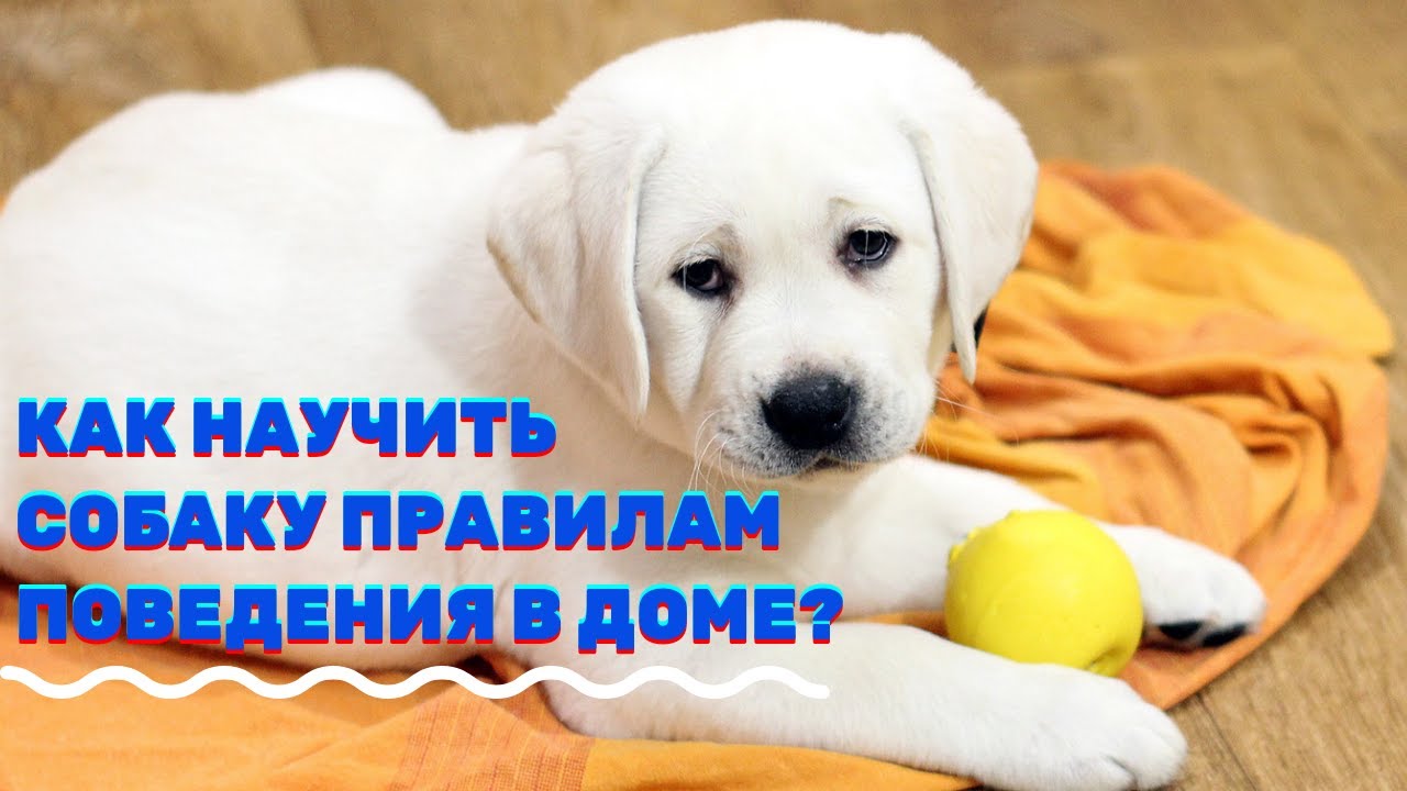 Как Приучить Собаку Делать Куни
