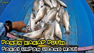 Panen Kakap Putih Pakai Umpan Udang Mati