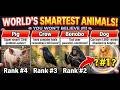 Smartest Animals in the World 🧠 | You Won’t Believe #1