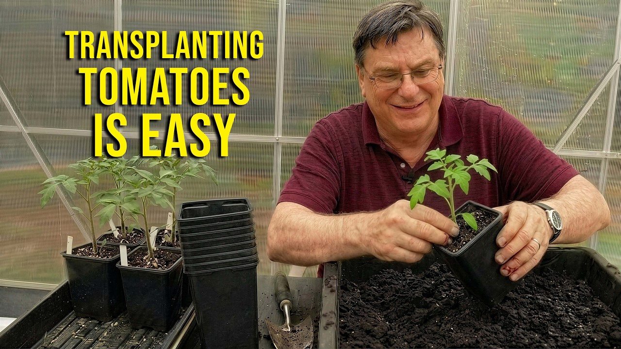 The Easiest Way to Transplant Tomato Seedlings (Step-By-Step)