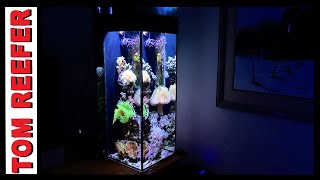 6 Gallon Nano Reef Update 15 MONTHS ( No Skimmer - 5 Easy Corals)