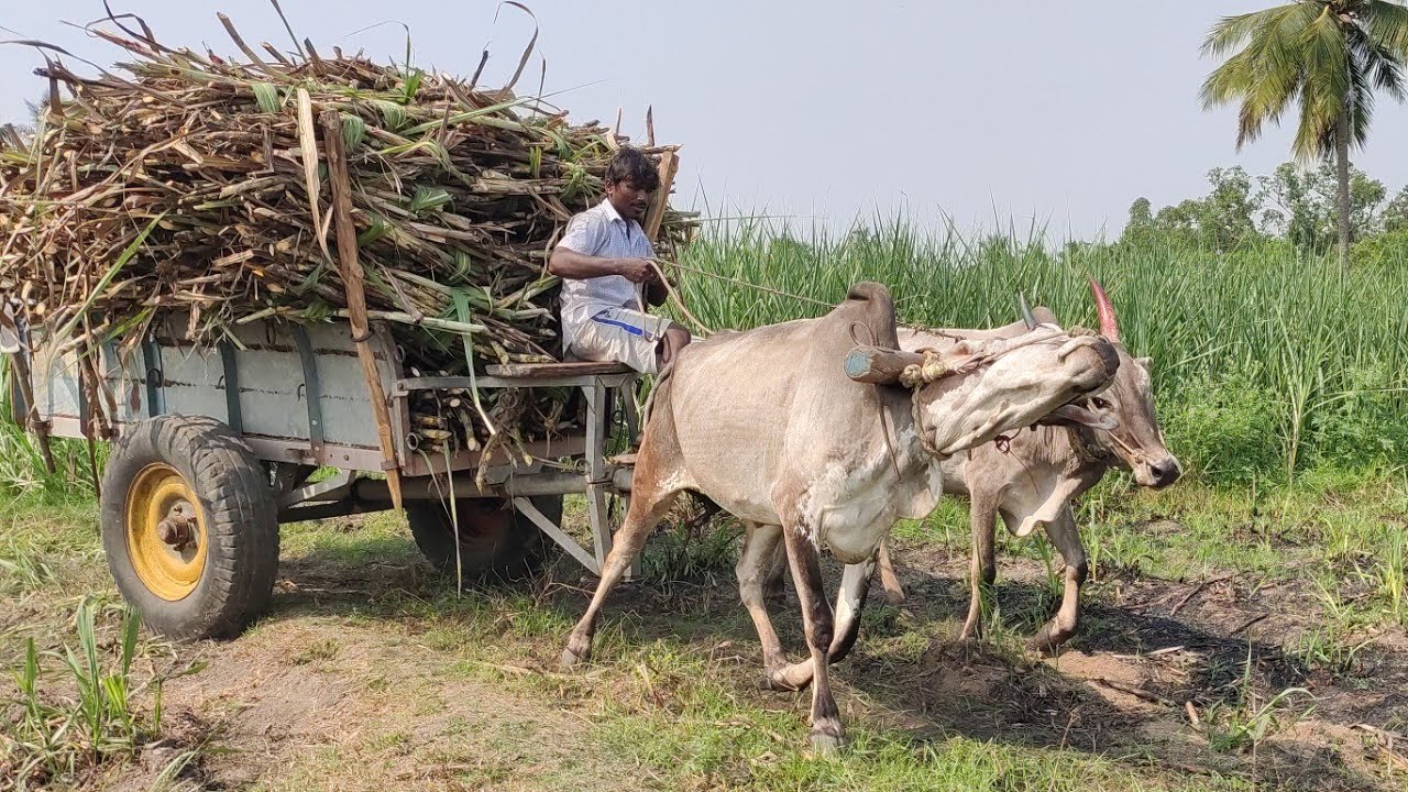 Bullockcart working style | Bullockcart stuck video in village heavy sugarcane growers | Bull