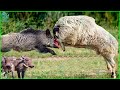 30 incredible moments ram takes down wild boar in epic knockout battle  animals fight
