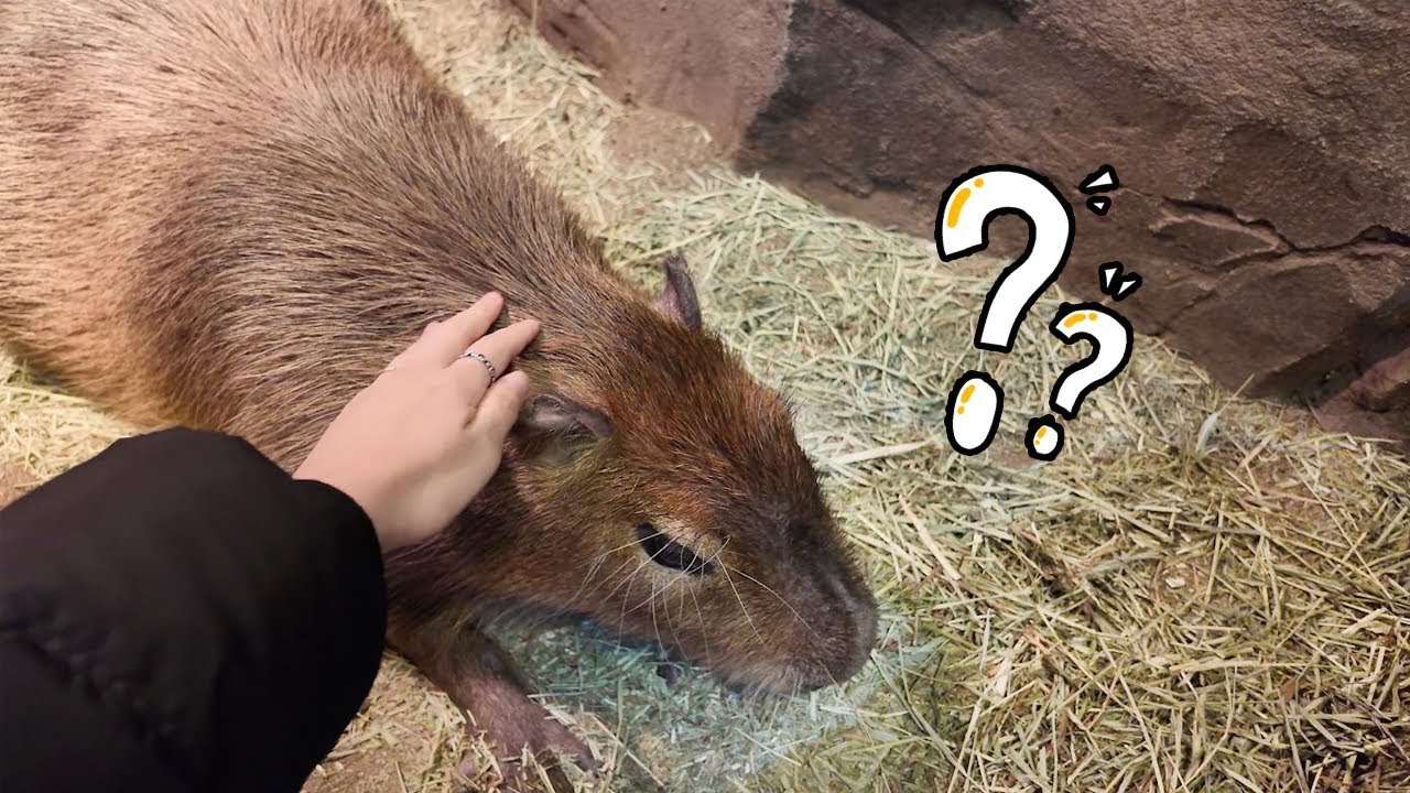 야생악어도 타고다닌다는 친화력 만렙의 카피바라를 만져주니 반응이 ㅋㅋㅋㅋㅋ