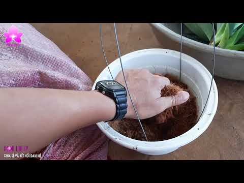 Video Trồng và chăm sóc Lan HÀI HỒNG và HÀI RÂU XANH | Chia... - youtube