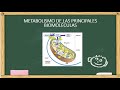 Metabolismo de las principales biomoléculas Parte 1 - Bioquímica