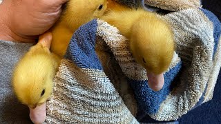 Ducklings First Water Time☀‍