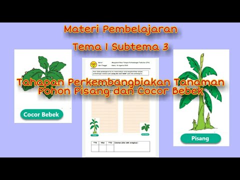 VIDEO PEMBELAJARAN KELAS INKLUSI BESAR - TAHAPAN PERKEMBANGBIAKAN POHON