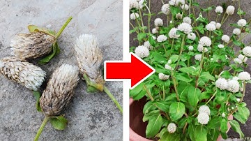 Cách trồng cúc bách nhật từ hạt - Growing Gomphrena from seed