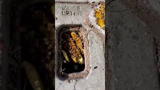 Bees Found in City Meter Box