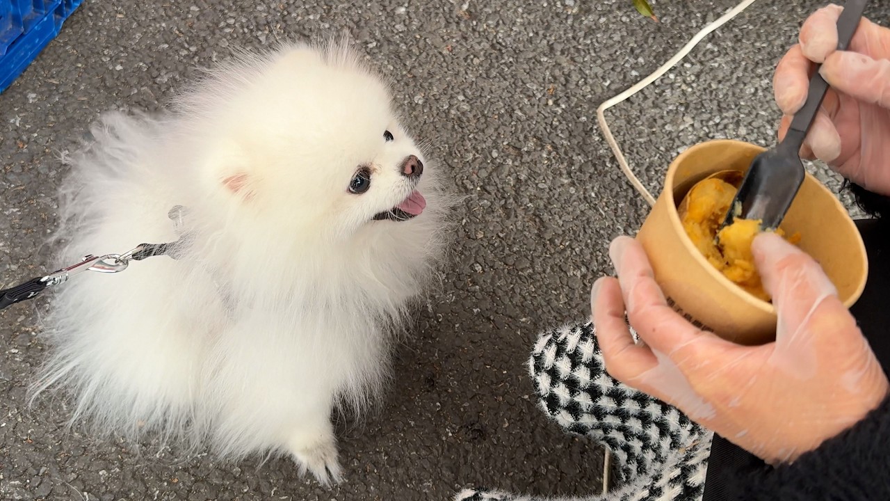 散歩後に大好きな場所へ行くと起こること