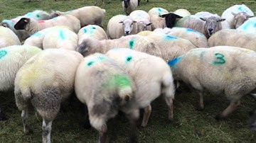 Sheep snacker on Sean Conneely