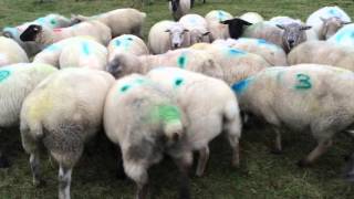 Sheep Snacker On Sean Conneelys Farm