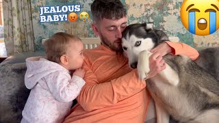 Adorable Jealous BABY Refuses To Let Husky Cuddle Dad!. [CUTEST VIDEO EVER!!!!!]