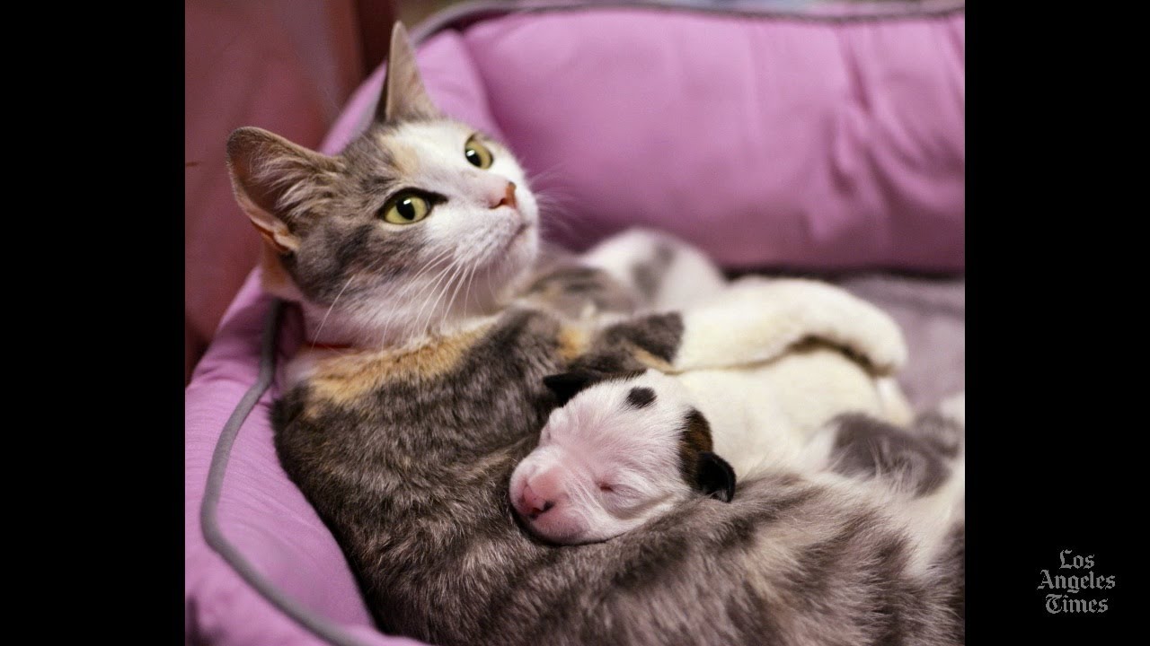 Cat Parasite Could Harm Humans YouTube Cat Parasite Could Harm Humans YouTube