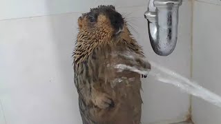 I gave a bath to the fat marmot named dumpling