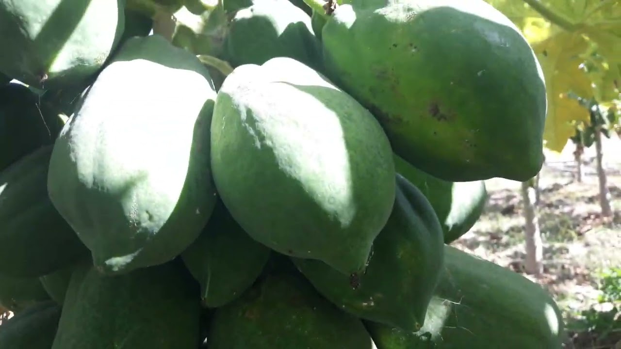 Kung Meron Kang Tanim na Papaya Dapat Malaman mo Ito. Papaya Fruit Management at iba pa.