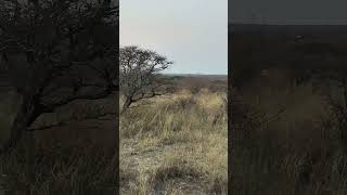 Slow motion.On a big Nyala bull #africa #animal #africawildlife #animals #wildafrica #wildanimals Slow motion.On a big Nyala bull #africa #animal #africawildlife #animals #wildafrica #wildanimals