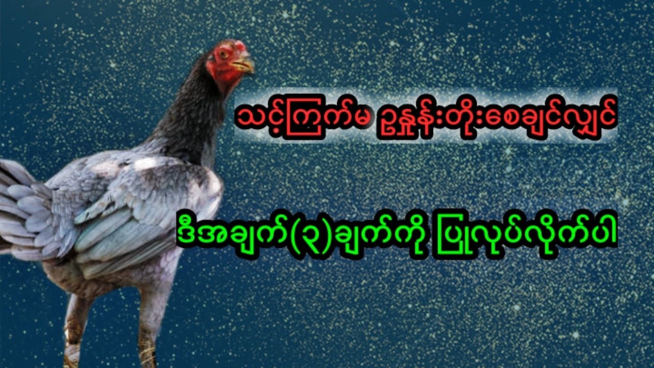 သင်၏ကြက်မများဥအလုံးရေများချင်ပါကဒီအချက်(၃)ချက်ကိုလွယ်ကူစွာပြုလုပ်ပါ