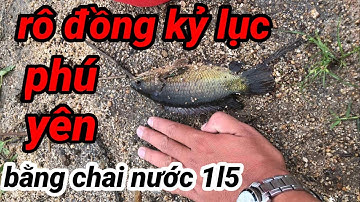 Câu cá rô đồng ,  bãi đẹp fishing, fishing việt nam, fishing video, ẩm thực phú yên