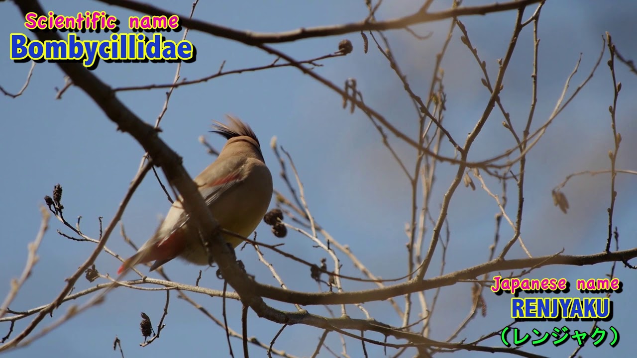 003 Bombycillidae(レンジャク)