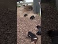 Squabbling Devils