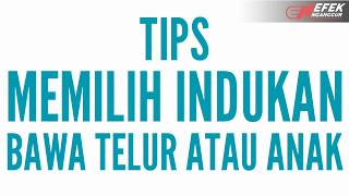 Tips beli indukan lovebird yang sudah produksi Ternak lovebird |© Efek Nganggur