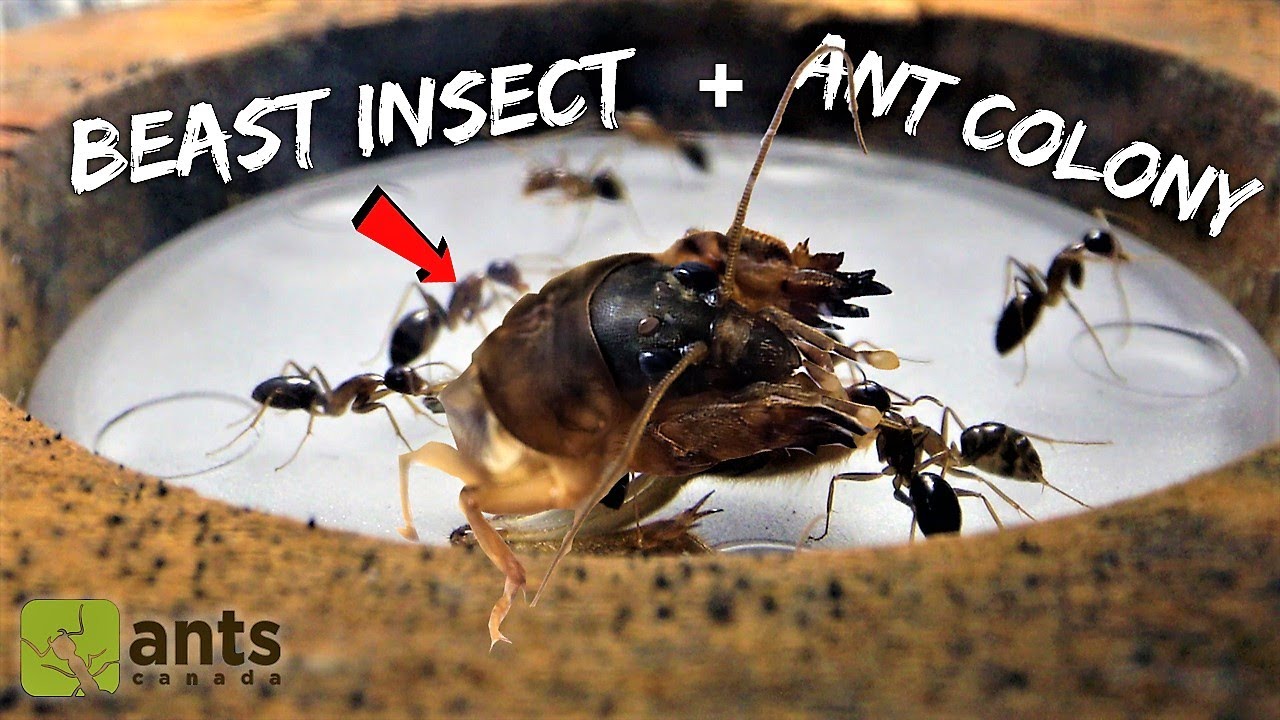 FEEDING A BEAST INSECT TO MY ANTS