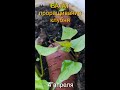 БАТАТ -месяц проращивания клубней, Часть 2 стадия развития |RUSSIAN SWEET POTATOE