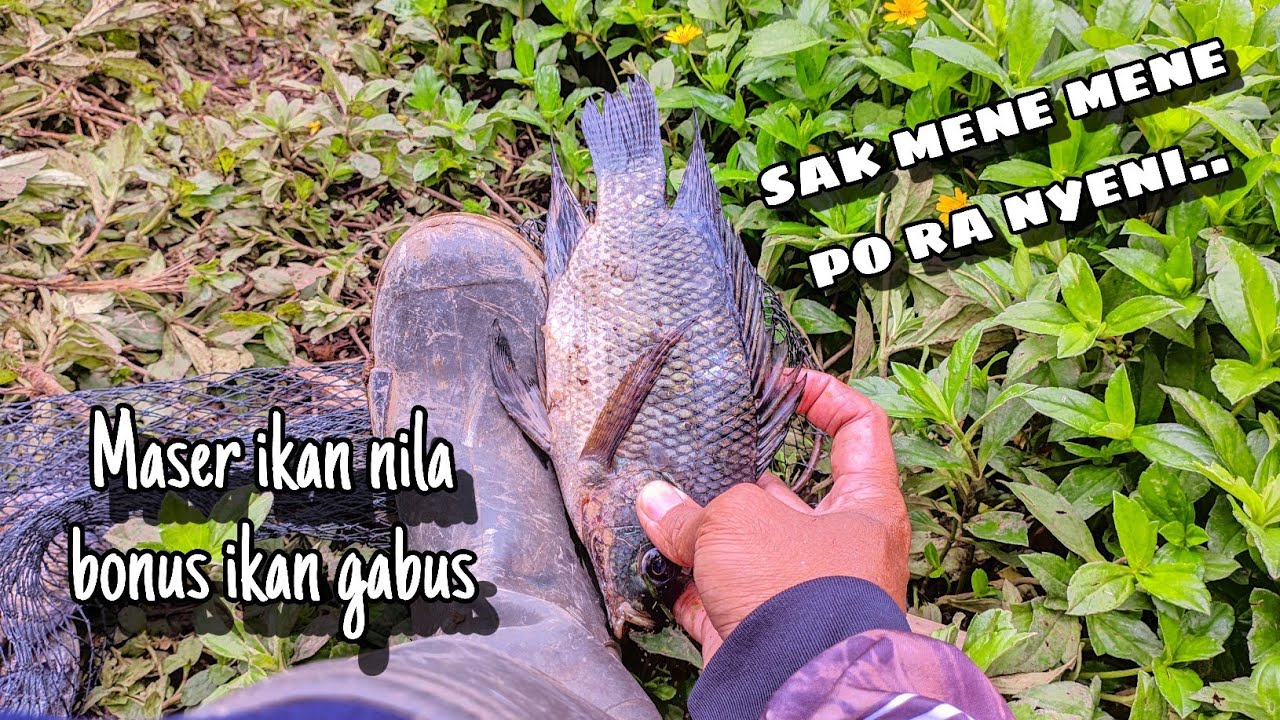Maser Ikan Nila Bonus Ikan Gabus Waduk Selorejo Ngantang 