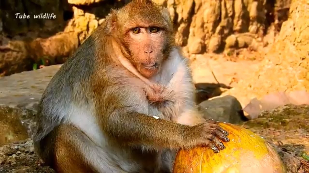 petco hours Sweet pea routine just eats & plays every day and time