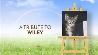 'Rainbow Bridge Easel' Theme Pet Tribute Videos  Memories By Design