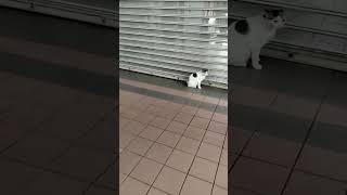 Night Shift Cat Guard Hurry Hurry I Want To Close The Door