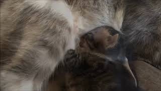 【かわいい 癒し 感動】かわいい子猫の授乳風景、la historia de gatito "sima"、story of kitten "SHIMA"