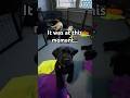 BOOOOOOPPPPP! Phone down! #phone #puppy #crash #puppies #funny #labrador