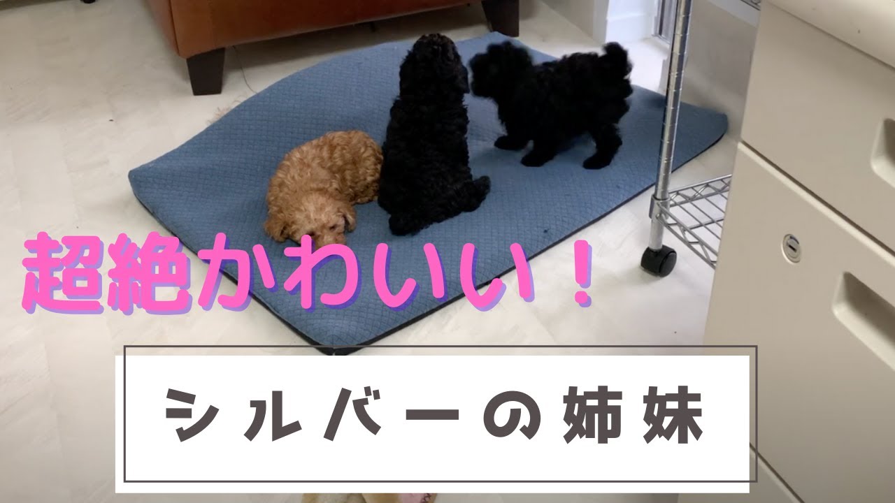 トイプードルシルバーのやんちゃで可愛い姉妹 Youtube