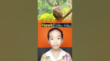 Các Con Vật Bằng Tiếng Anh - Họ Chim ĂN  Thịt - Yến Linh Official