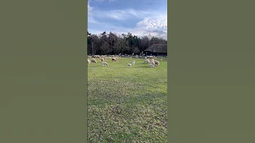 ??Sheeps in Ermelo????