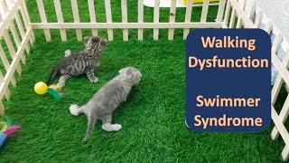 SAD NEWS  WALKING DYSFUNCTION of RESCUED KITTENS | Diagnosed with Swimmer Syndrome