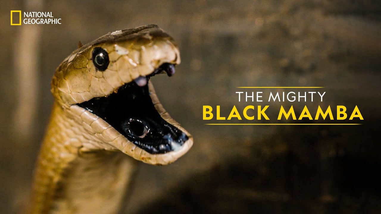 ⁣The Mighty Black Mamba | Legends of Venom | हिन्दी | National Geographic