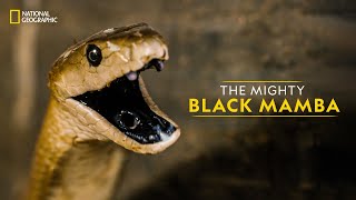 The Mighty Black Mamba | Legends of Venom | हिन्दी | National Geographic screenshot 5