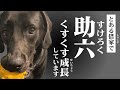 黒い大型犬くすくす成長しています