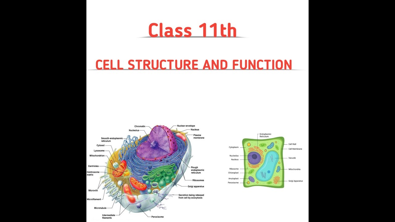 Cell Structure And Function (in Hindi) YouTube