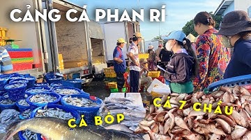 Cảng cá Phan Rí nhộn nhịp đầy ấp cá tươi ngon - Cá Ngừ cá Kình cá Liệt to béo | Tỏn Nhỏ
