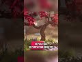 Check out this trailer for Tiny Tree Talk! #cozygamingcommunity #cozygames #pcgames #steamgames
